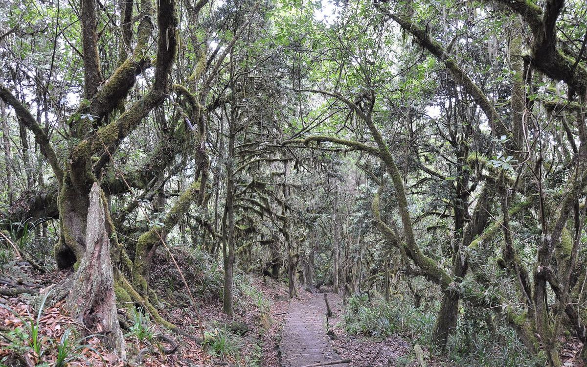 Lush montane rainforest trail on Mount Kilimanjaro