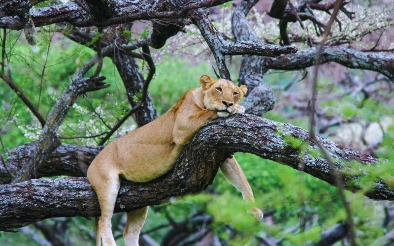 Lake Manyara National Park, flamingos and tree-climbing lions