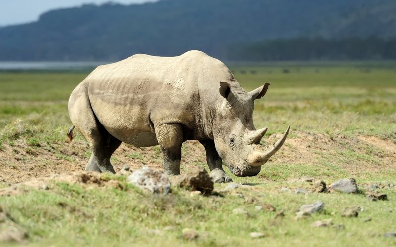 Ngorongoro Crater, Africa's wildlife arena