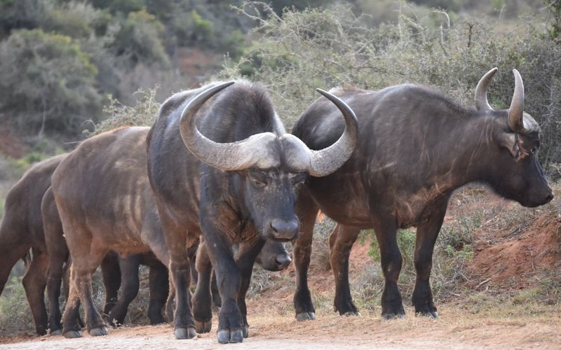 Tarangire National Park, elephants and baobab trees