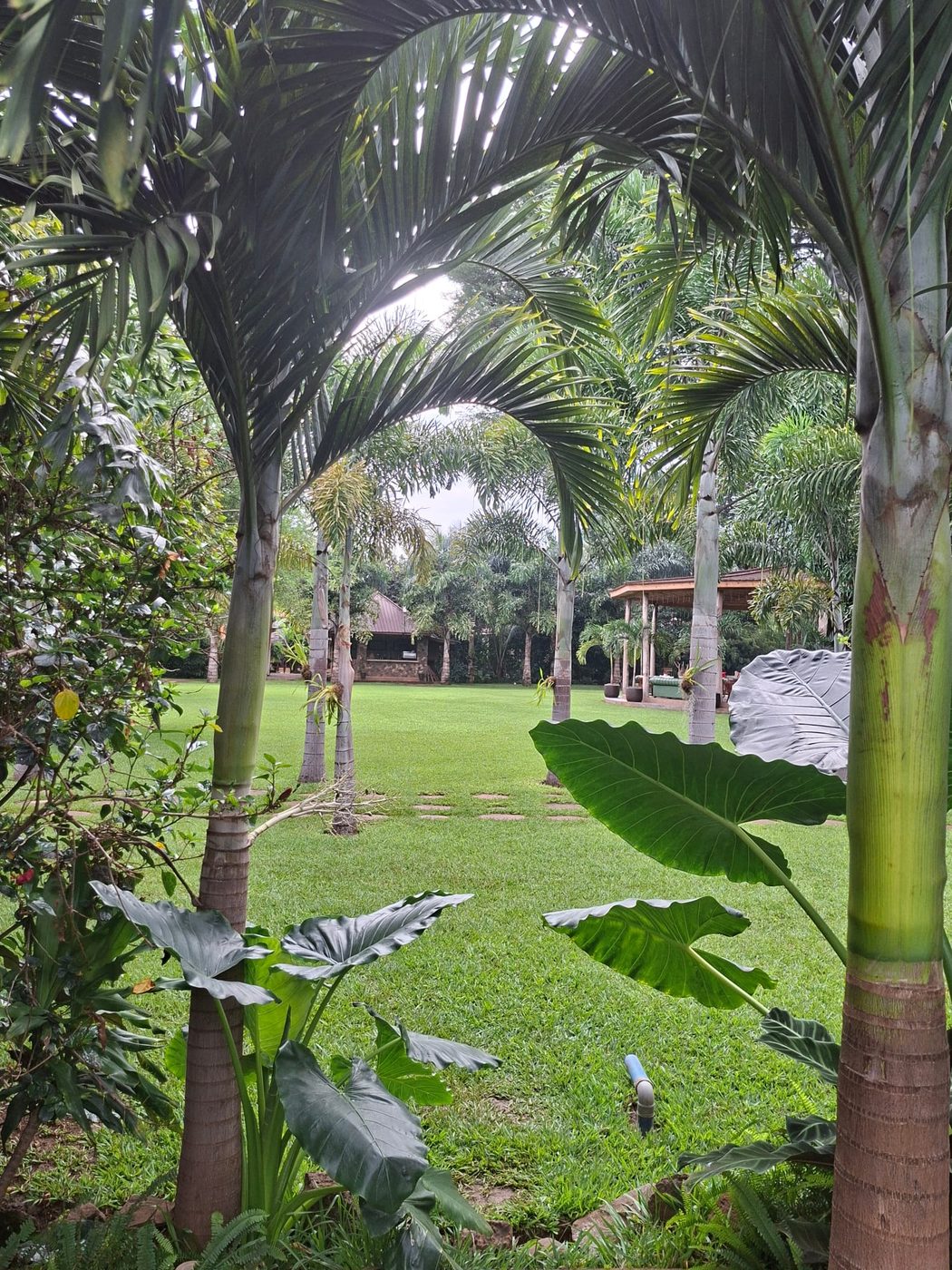 Palm-filled tropical gardens and manicured lawns at Tulivu guesthouse in Moshi